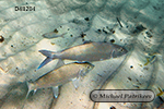Bonefish (Albula vulpes)